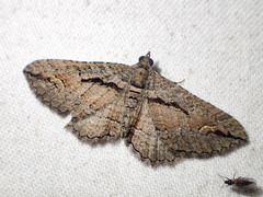 Chrysolarentia plagiocausta