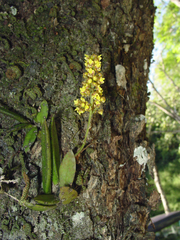 Trichocentrum pumilum