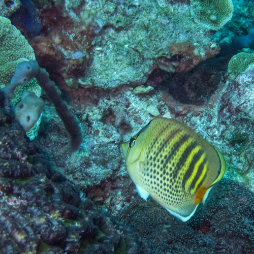 Spotbanded Butterflyfish (Chaetodon punctatofasciatus)
