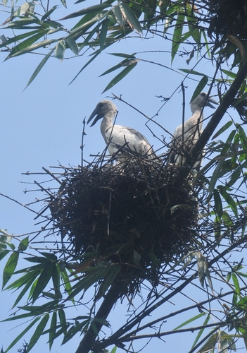 Asian Openbill