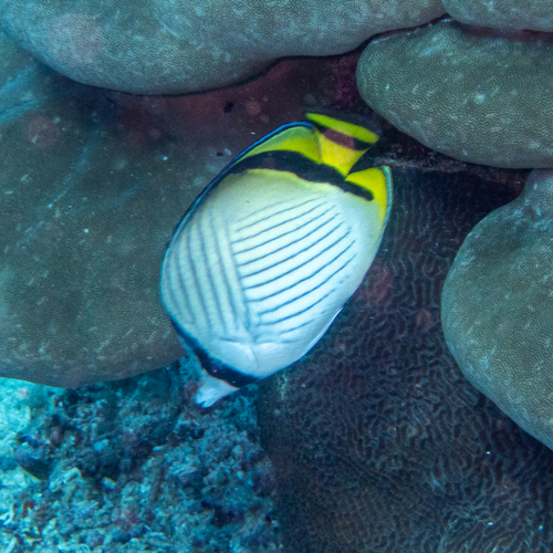 Vagabond Butterflyfish (Chaetodon vagabundus)