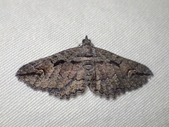 Chrysolarentia plagiocausta