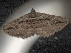 Chrysolarentia plagiocausta