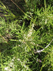 Aspalathus hispida albiflora