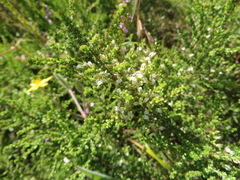 Aspalathus hispida albiflora