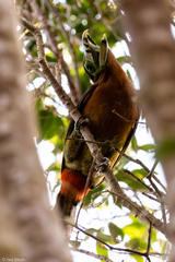 Selenidera maculirostris