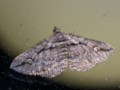 Chrysolarentia plagiocausta