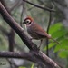White-faced Ground-Sparrow - Photo (c) Chris Rohrer, some rights reserved (CC BY-NC), uploaded by Chris Rohrer