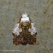 白斑胯舟蛾 - Photo 由 57Andrew 所上傳的 (c) 57Andrew，保留部份權利CC BY-NC-ND