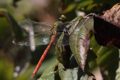 Anax longipes