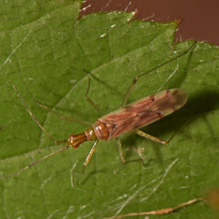 Dicyphus famelicus