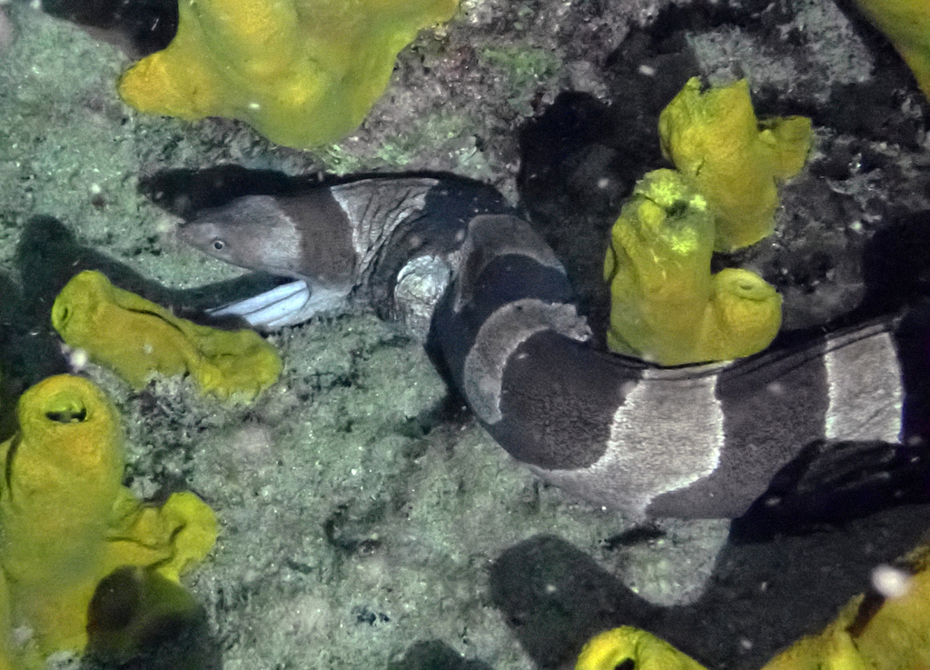 Large-banded moray (Channomuraena vittata) — Muraenidae