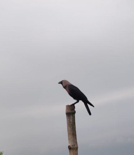 House Crow
