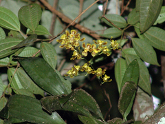 Gomesa cornigera
