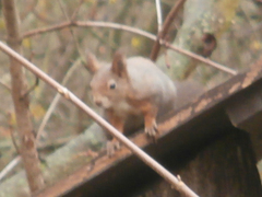 Sciurus vulgaris