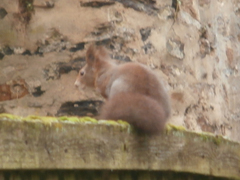 Sciurus vulgaris