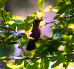 Lampornis amethystinus