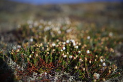 Cassiope tetragona tetragona