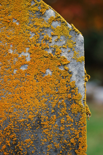 Bare-bottom Sunburst Lichen