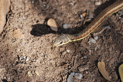Psammophis subtaeniatus