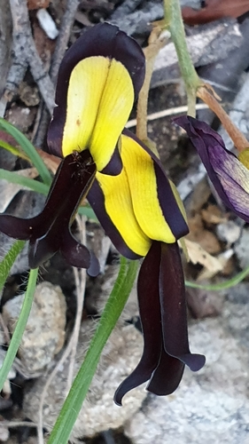 Image of Kennedia nigricans by (c) Andrew Thornhill, some rights reserved (CC BY)