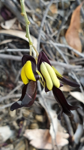 Image of Kennedia nigricans by (c) Andrew Thornhill, some rights reserved (CC BY)