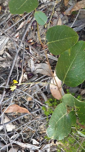 Image of Kennedia nigricans by (c) Andrew Thornhill, some rights reserved (CC BY)