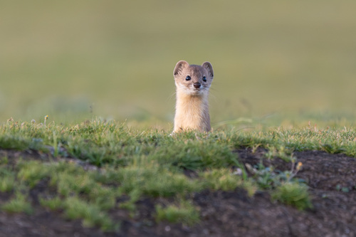 Mountain Weasel