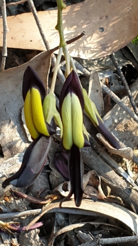 Image of Kennedia nigricans by (c) Andrew Thornhill, some rights reserved (CC BY)
