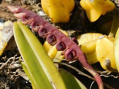 Bulbophyllum scaberulum image