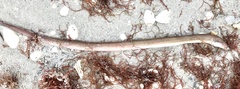 Ophichthus gomesii