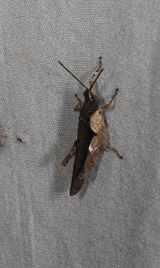 Desmopterella explicata