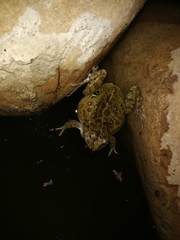 Pleurodema cinereum
