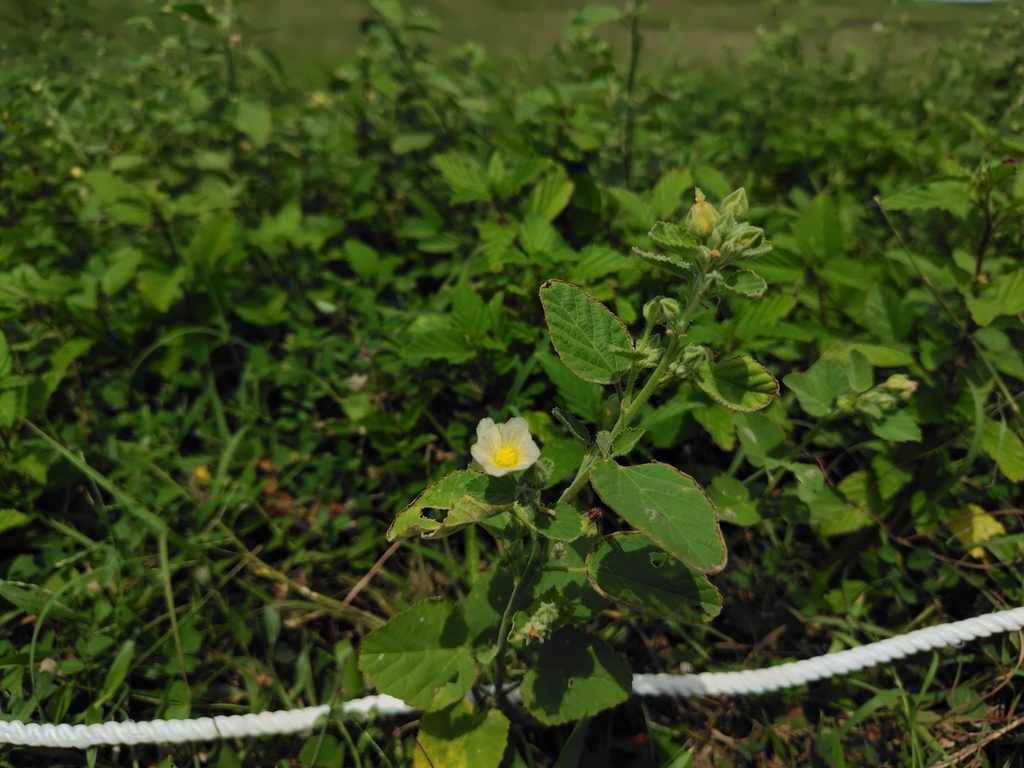 ‘ilima (Sida cordifolia)