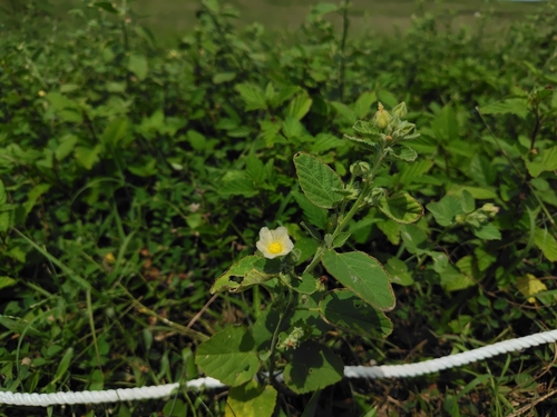 ‘ilima (Sida cordifolia)