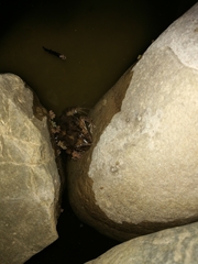 Pleurodema cinereum