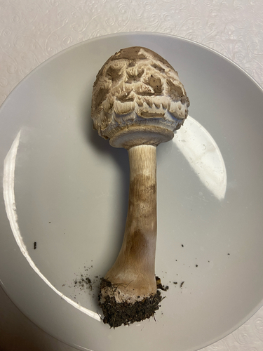 Shaggy Parasol