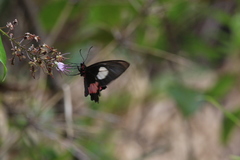 Parides anchises