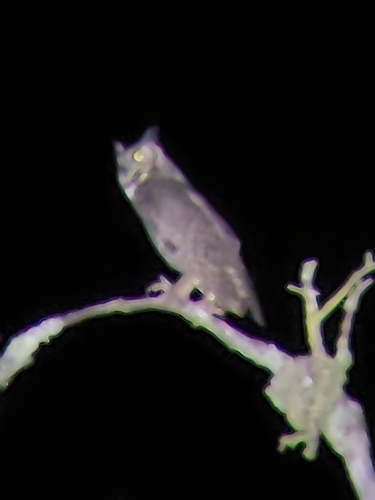 iNaturalist observation photo of Great Horned Owl