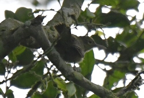 Grey Longbill (Macrosphenus concolor), photo 3