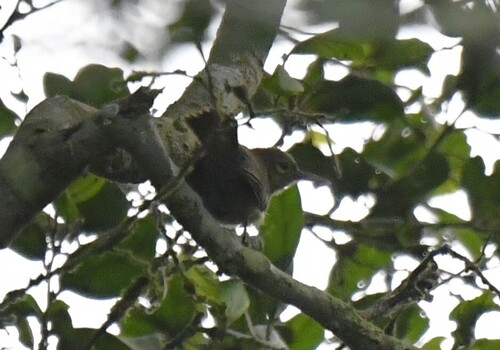 Grey Longbill (Macrosphenus concolor), photo 2