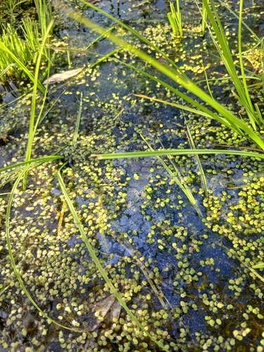 Spirodela polyrhiza iNat (3)