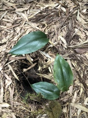 Cryptostylis arachnites