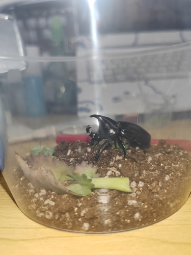 Xylotrupes socrates tonkinensis