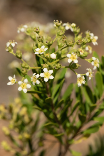 Mortonia greggii