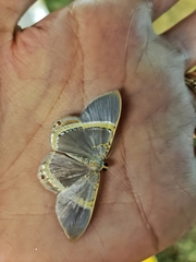 Phrygionis privignaria