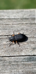 Haplandrus fulvipes