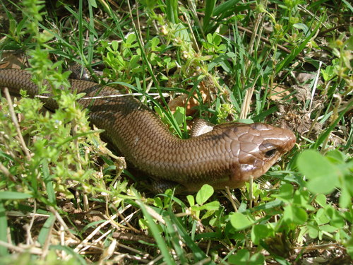 Plestiodon laticeps