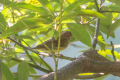 Emberiza rutila