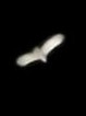 iNaturalist observation photo of American Barn Owl